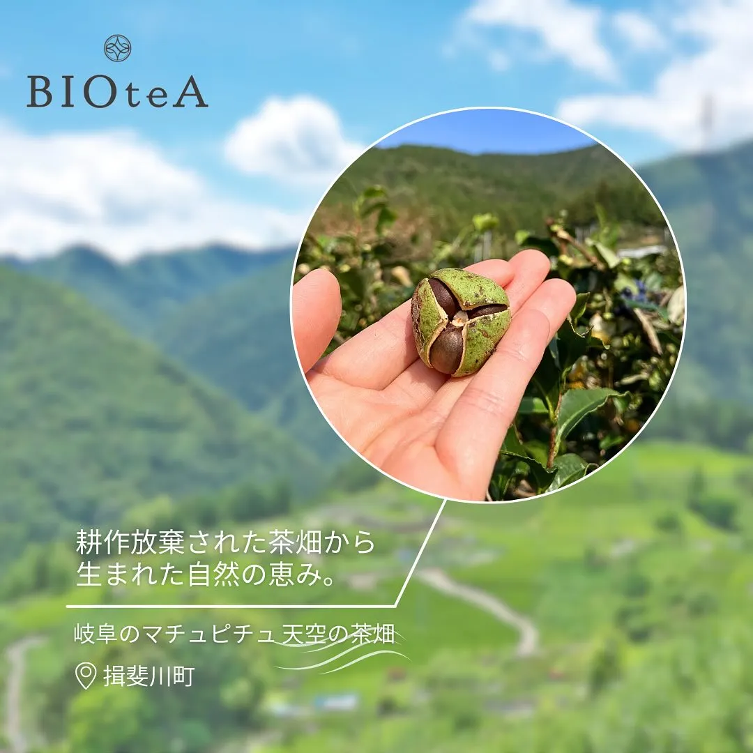 BIOteA
